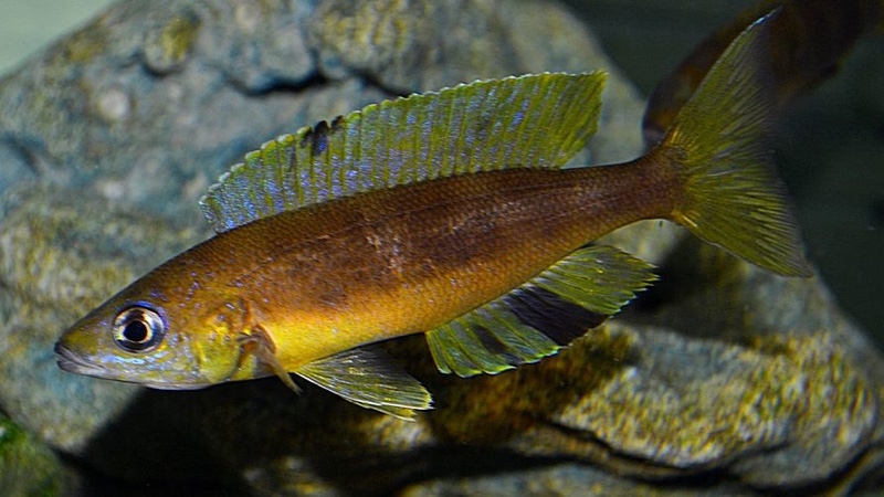 Cyprichromis microlepidotus 'Mabilibili Bay'